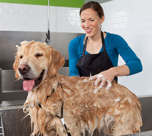 Moblie Pet grooming